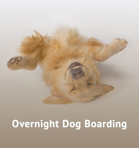 Overnight Dog Boarding