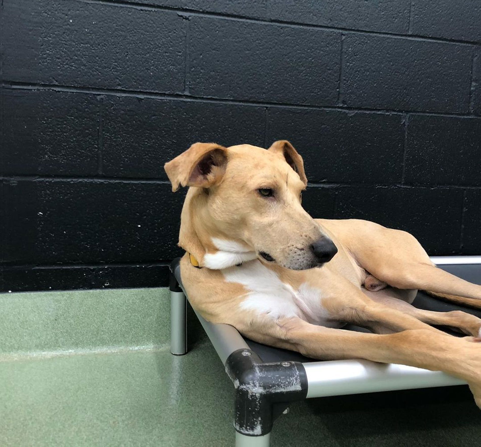 STEPP Boarding The Board Hound [ Premier Boarding Facility